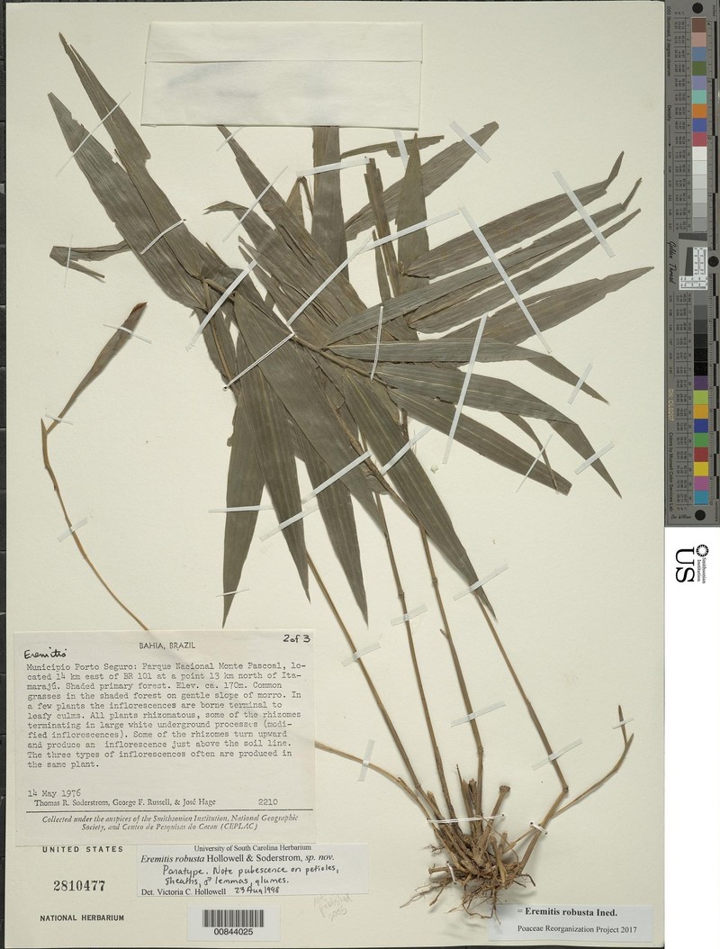 Eremitis robusta