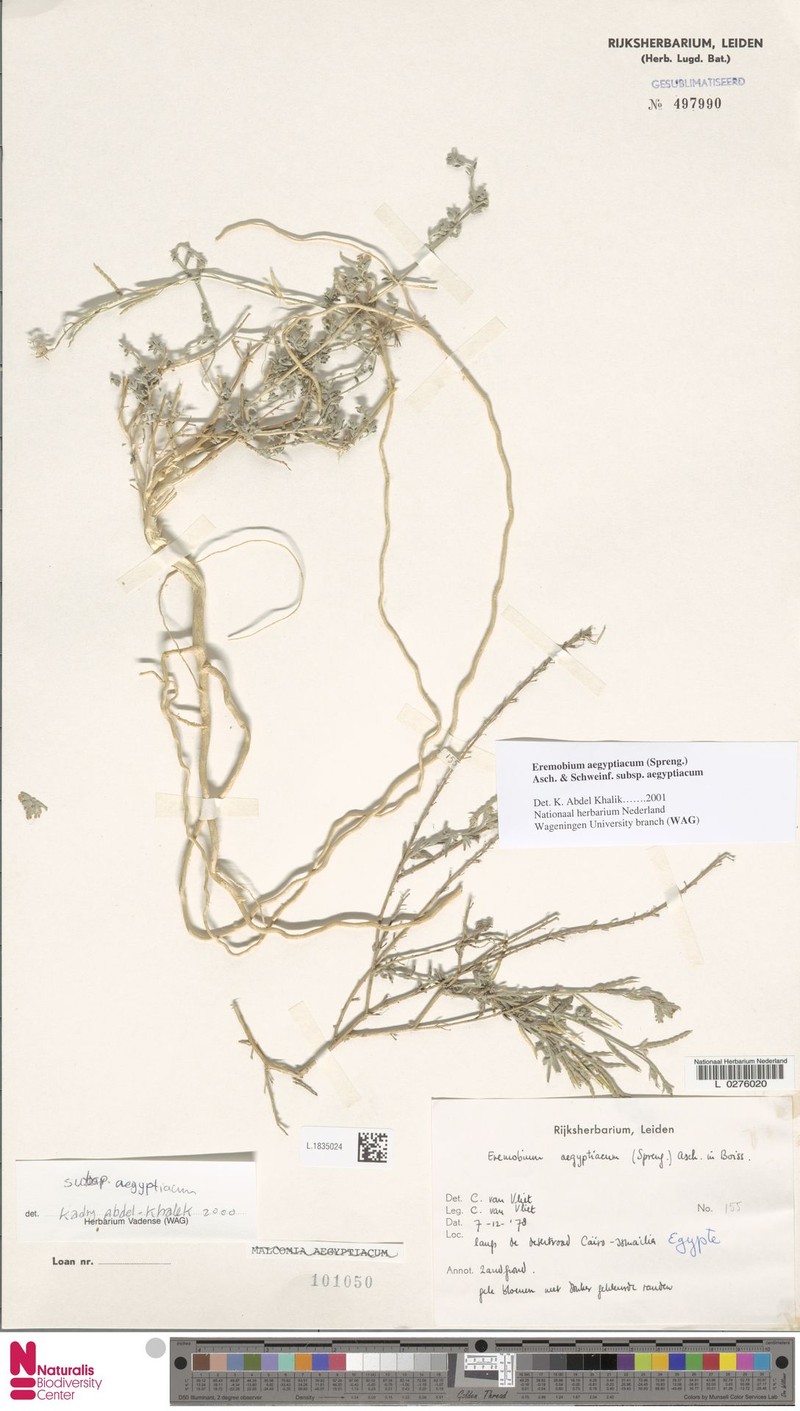 Eremobium aegyptiacum subsp. aegyptiacum