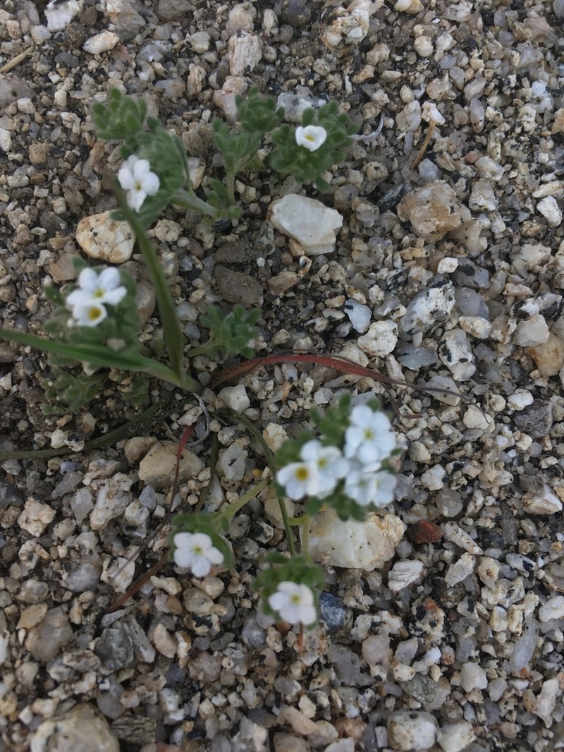Eremocarya lepida