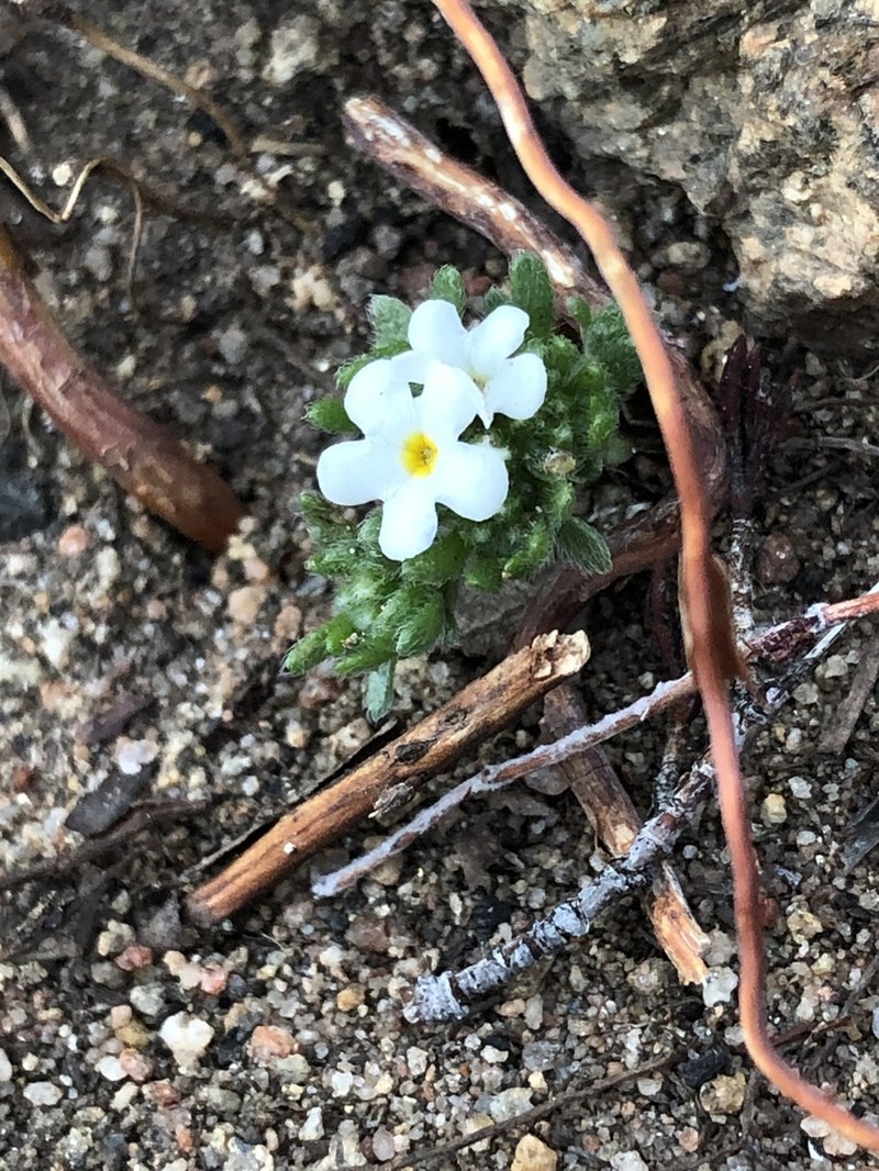 Eremocarya lepida photo 2