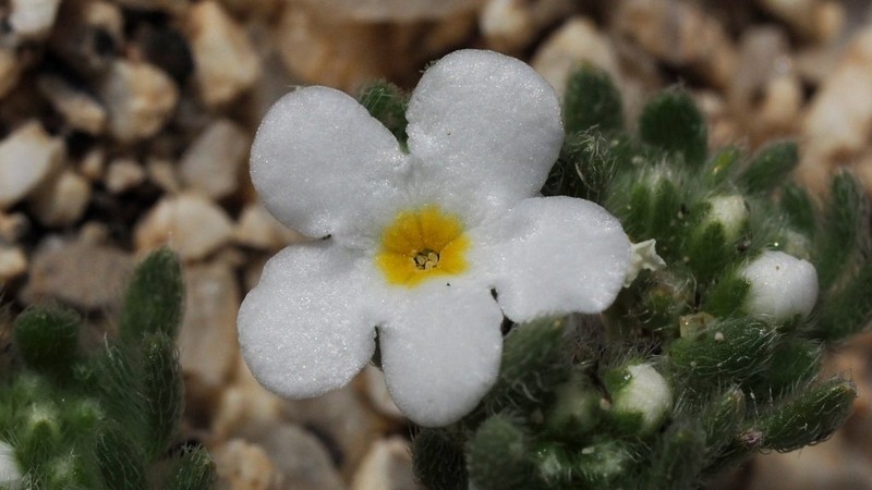 Eremocarya lepida photo 3