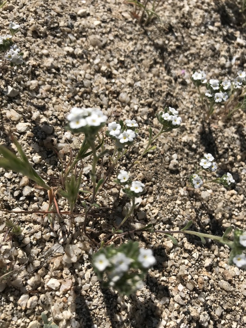 Eremocarya lepida photo 5