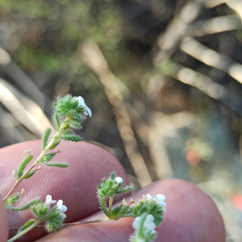 Eremocarya lepida photo 6