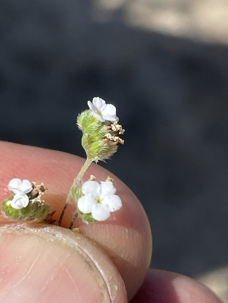 Eremocarya lepida photo 8