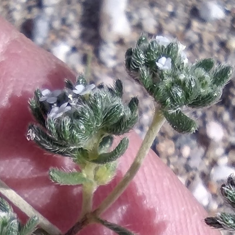 Redroot Cryptantha photo 2