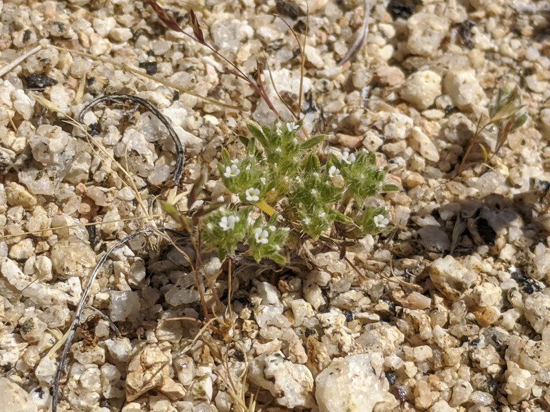 Redroot Cryptantha photo 3