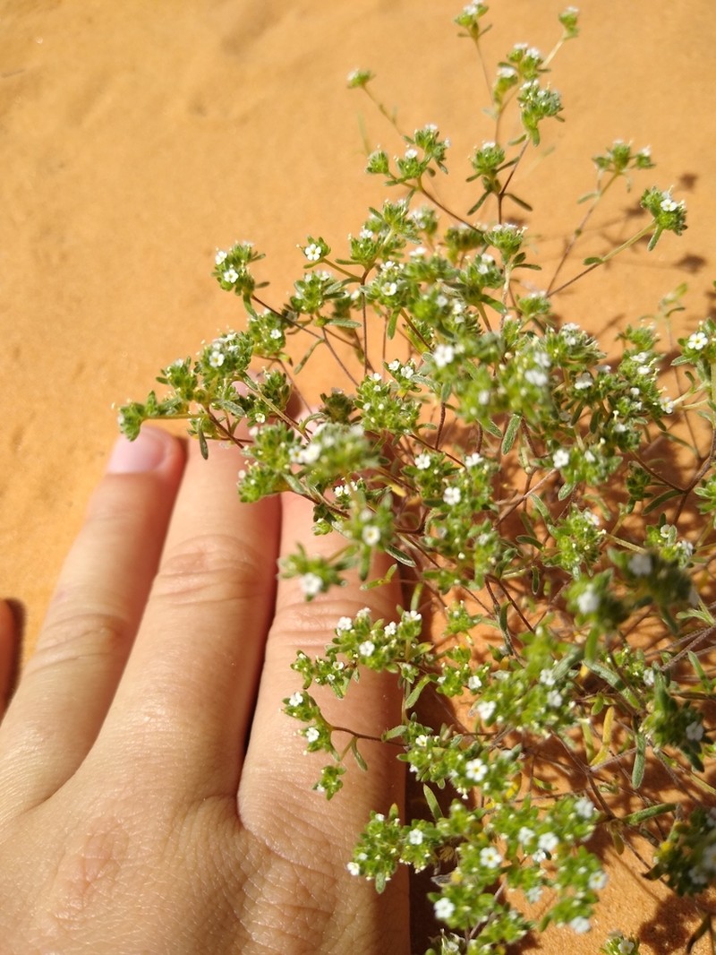 Redroot Cryptantha photo 4