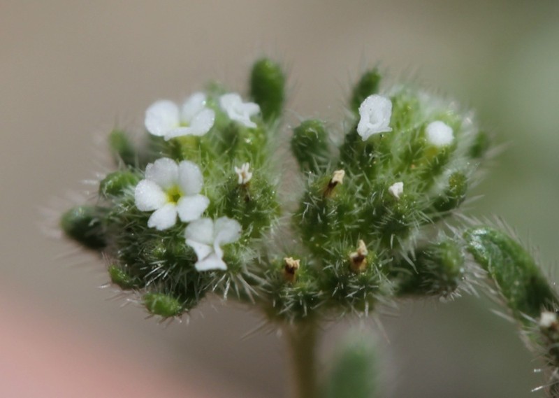 Redroot Cryptantha photo 5