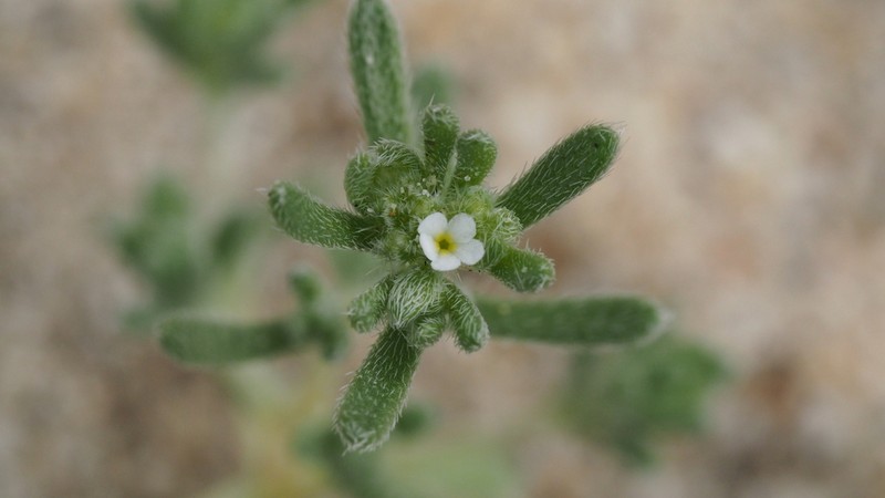 Redroot Cryptantha photo 6