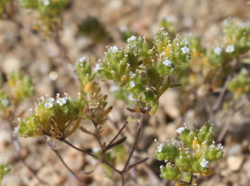 Redroot Cryptantha photo 7
