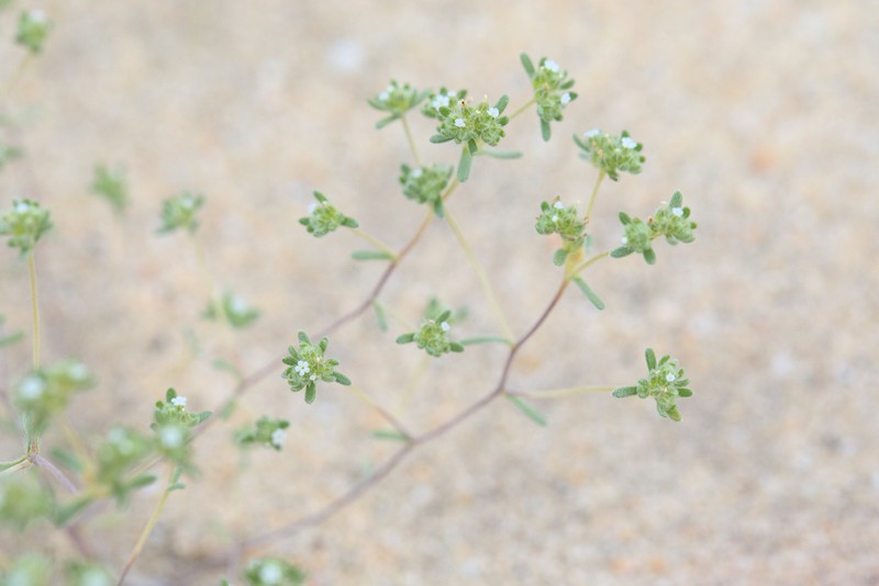 Redroot Cryptantha photo 8