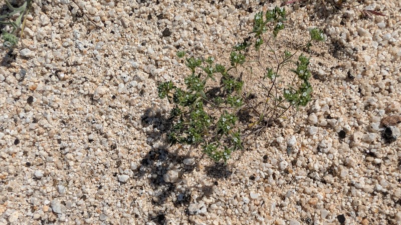 Eremocarya micrantha var. micrantha