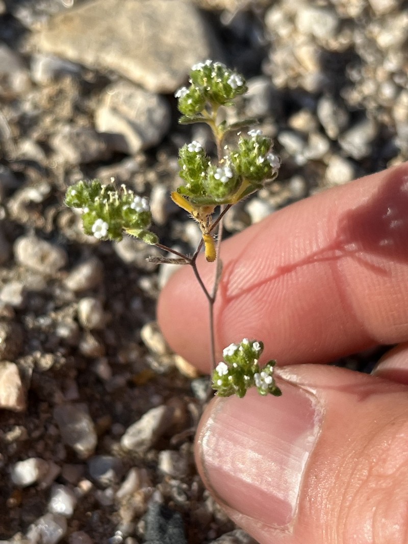 Eremocarya micrantha var. micrantha photo 2