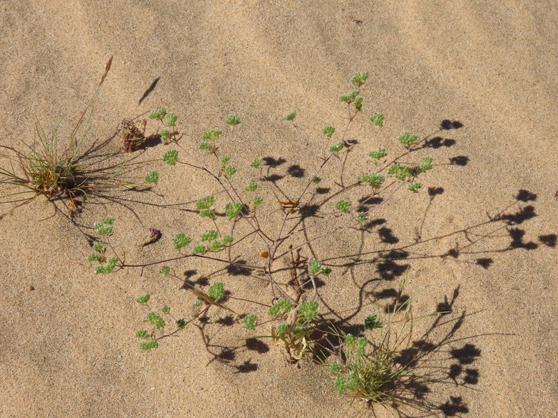Eremocarya micrantha var. micrantha photo 3