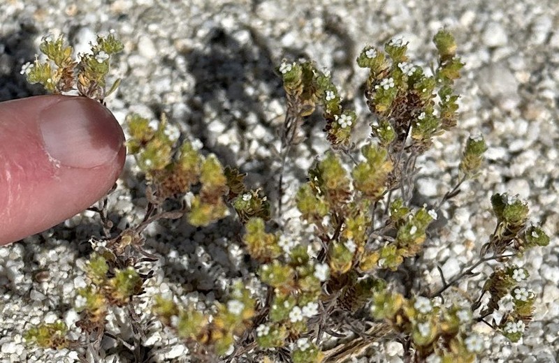 Eremocarya micrantha var. micrantha photo 4