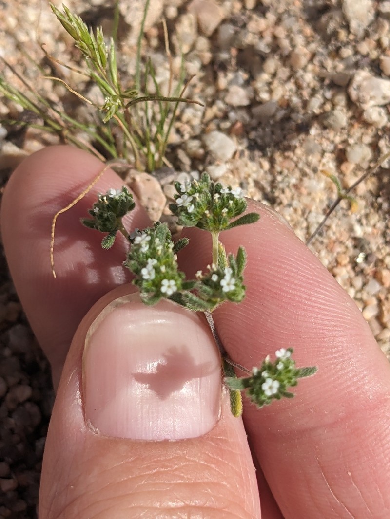 Eremocarya micrantha var. micrantha photo 5