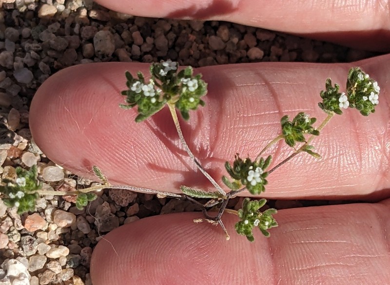 Eremocarya micrantha var. micrantha photo 6