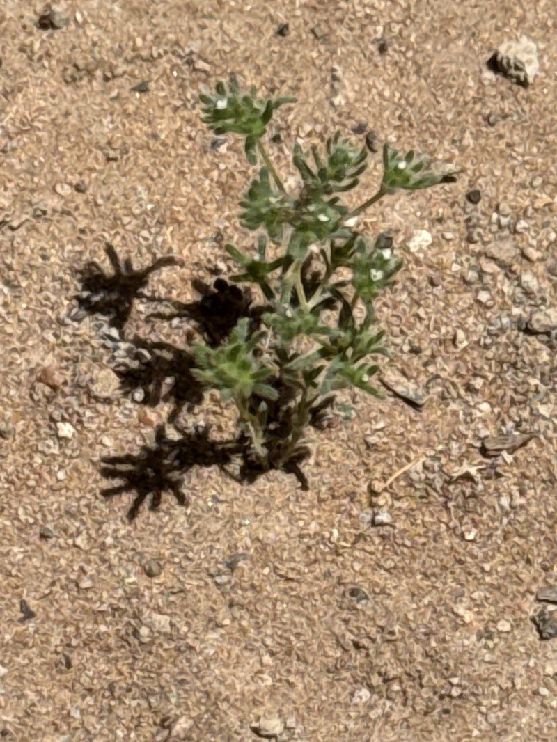 Eremocarya micrantha var. micrantha photo 7