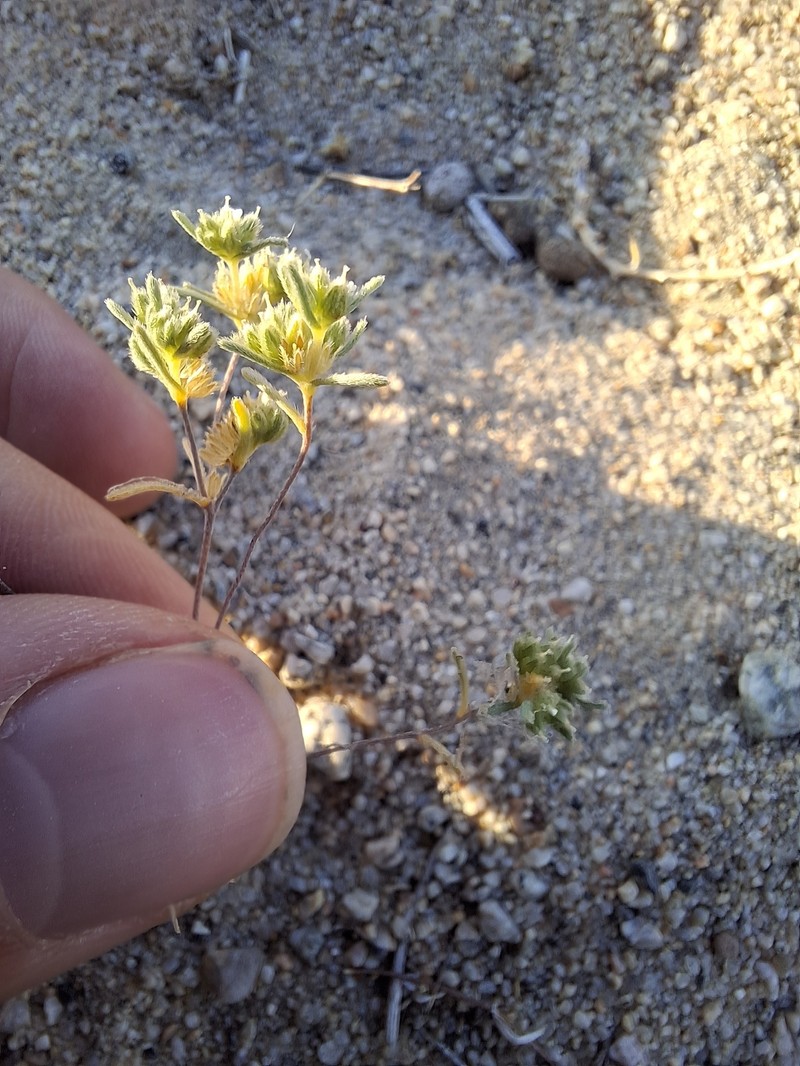 Eremocarya micrantha var. micrantha photo 8