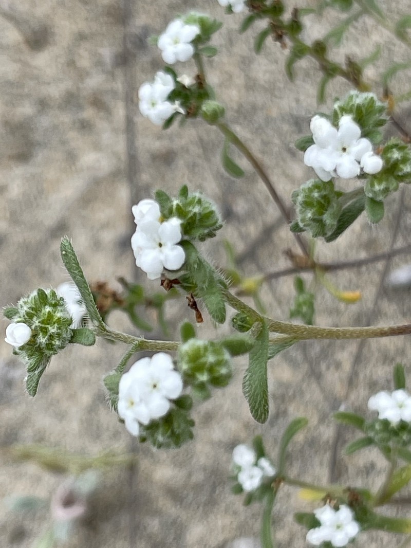 Eremocarya micrantha var. pseudolepida
