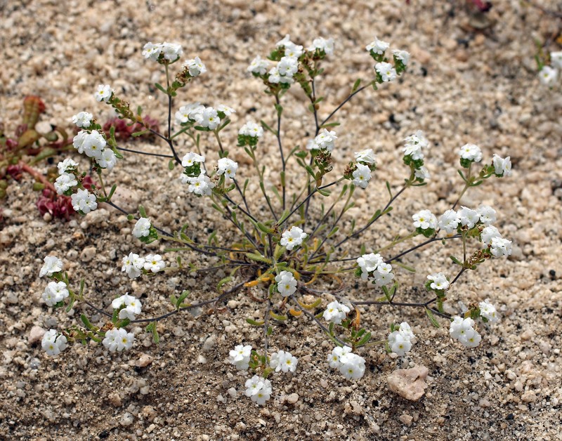 Eremocarya micrantha var. pseudolepida photo 2