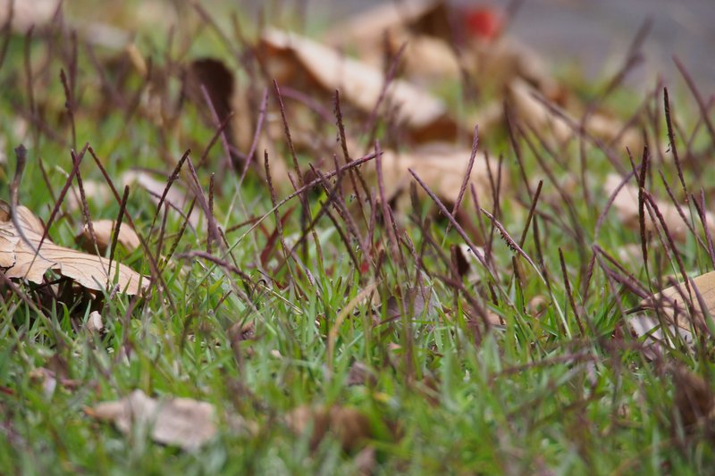 Centipede Grass photo 2