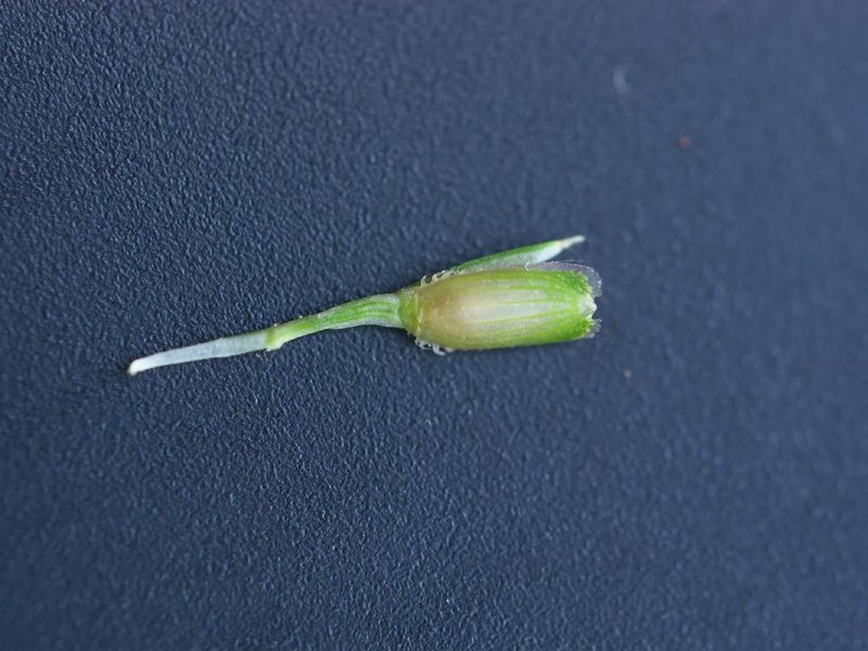 Centipede Grass photo 3