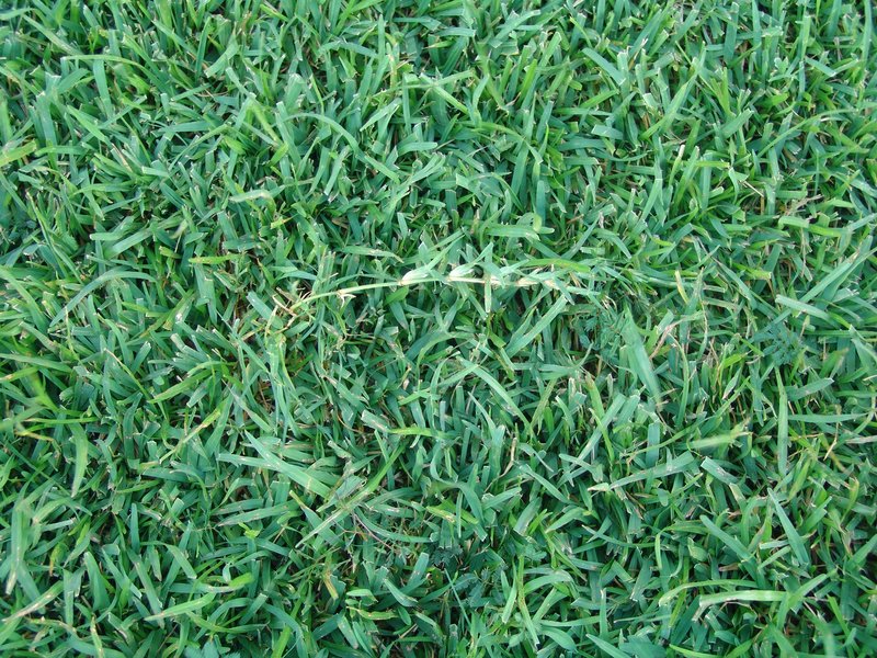 Centipede Grass photo 4