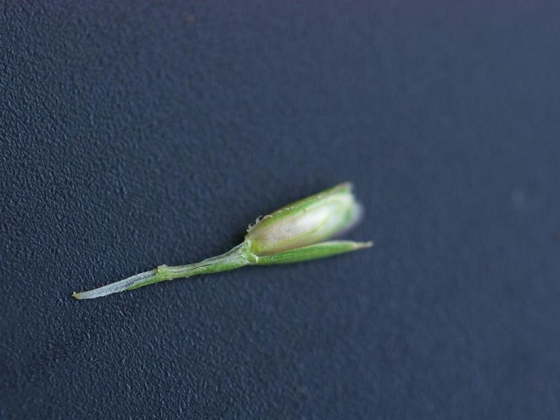 Centipede Grass photo 6
