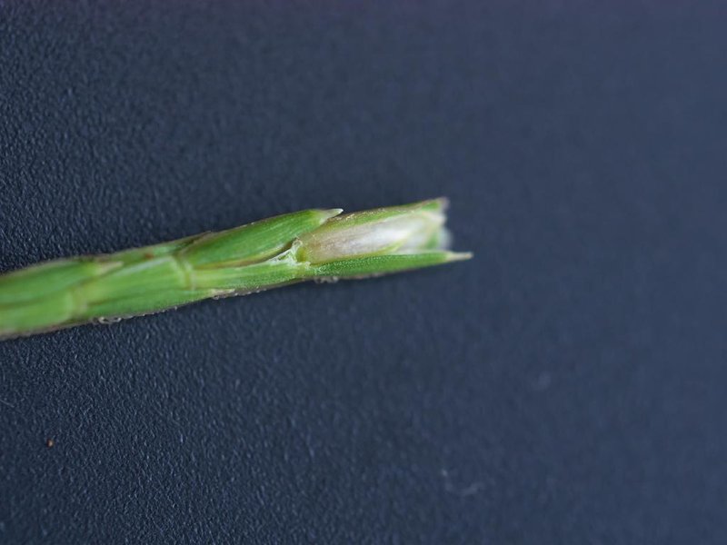 Centipede Grass photo 7
