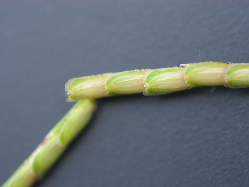 Centipede Grass photo 8
