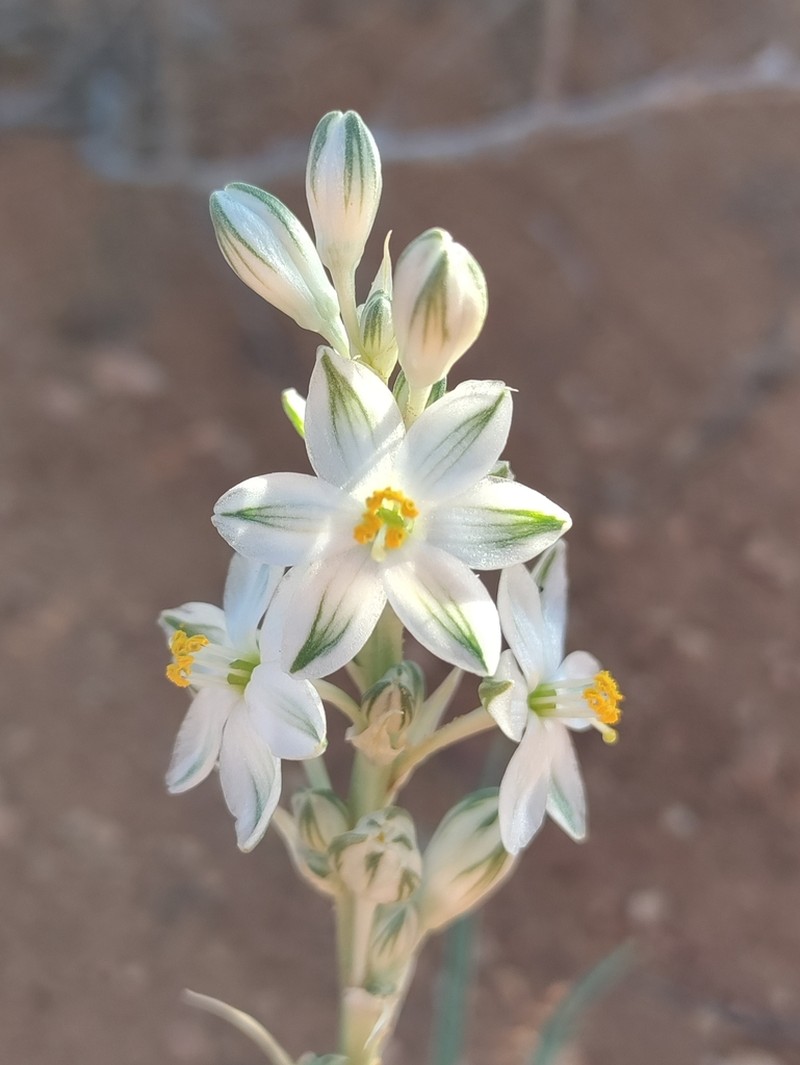 Lonely Lily photo 2