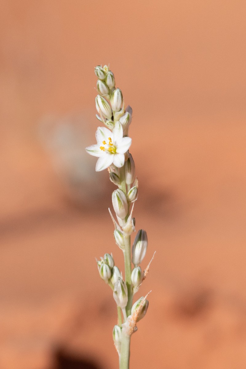 Lonely Lily photo 3