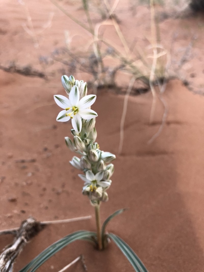 Lonely Lily photo 4