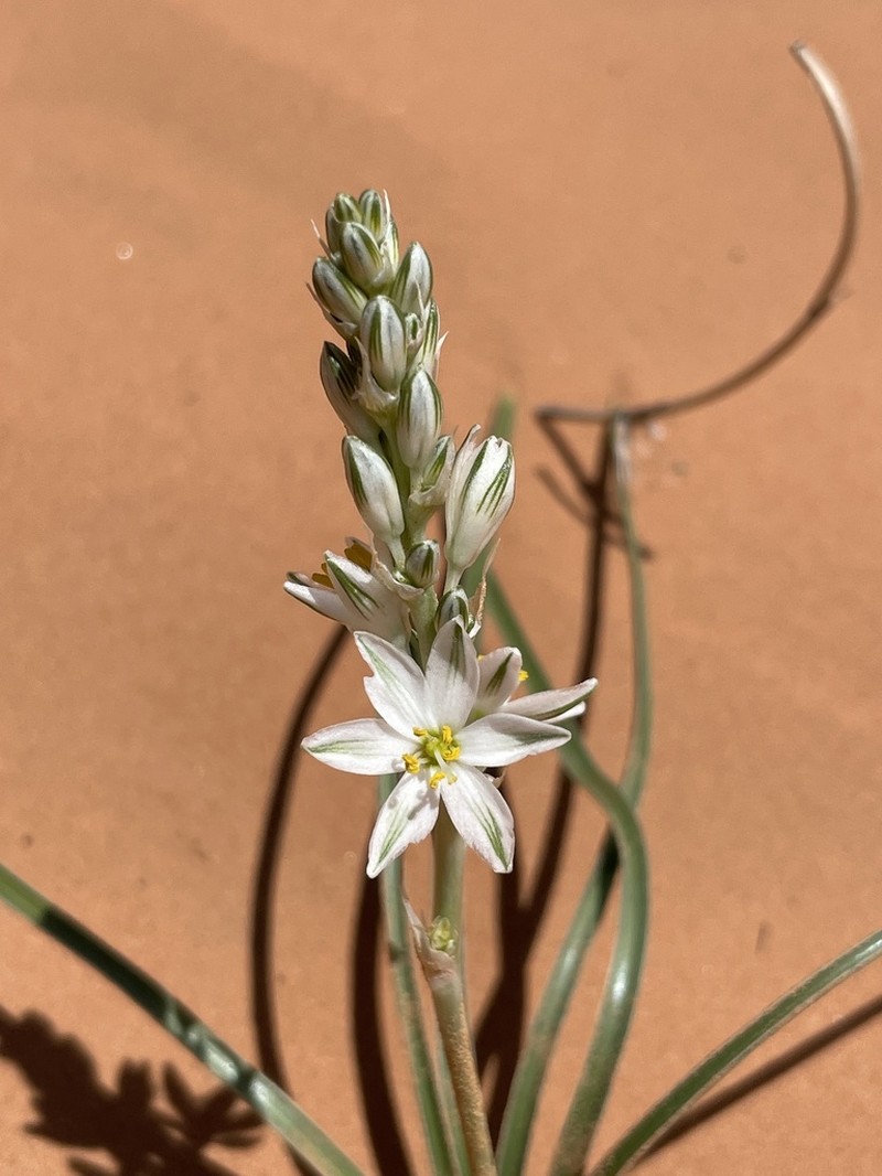 Lonely Lily photo 7
