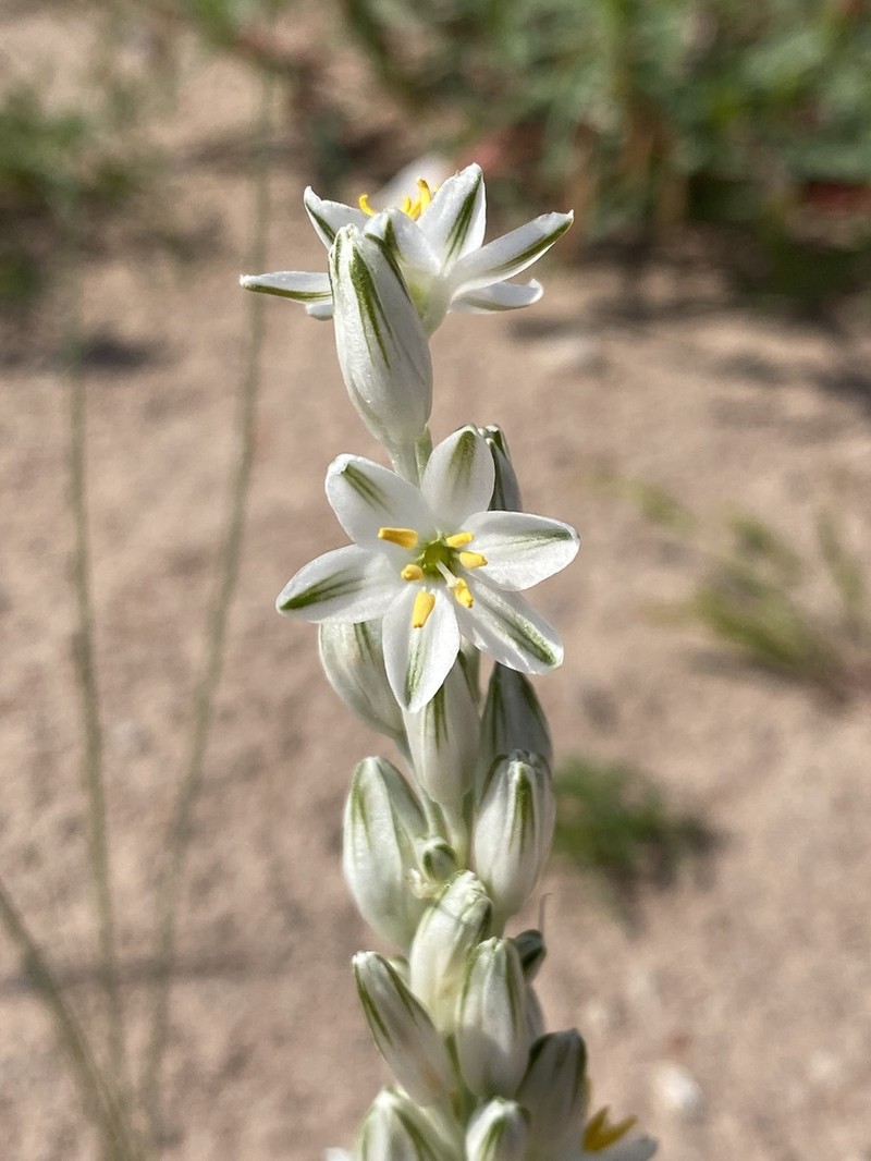Lonely Lily photo 8