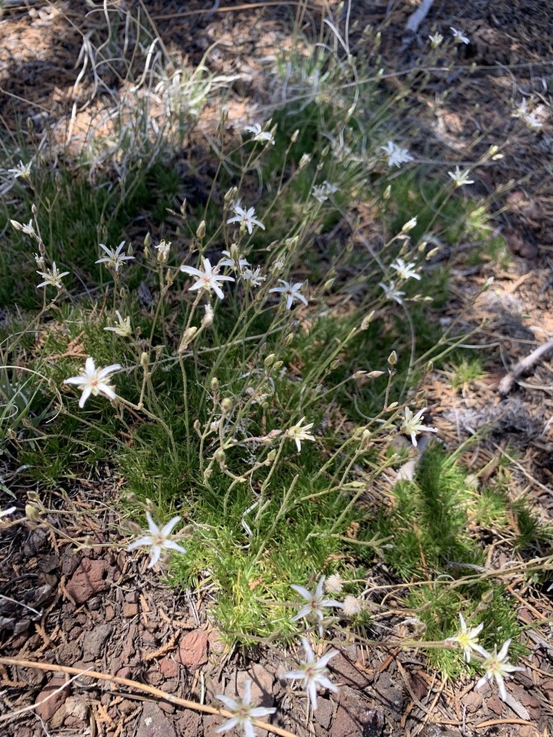 Mt. Dellenbaugh Sandwort