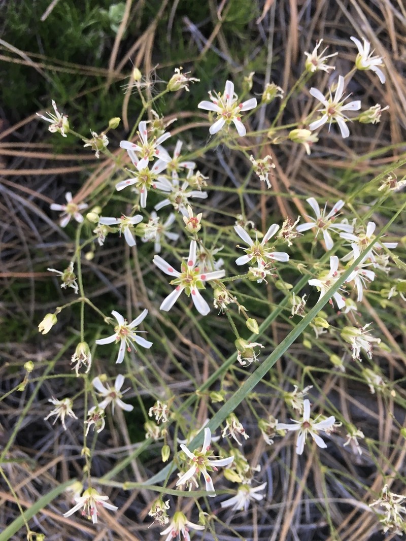 Mt. Dellenbaugh Sandwort photo 2