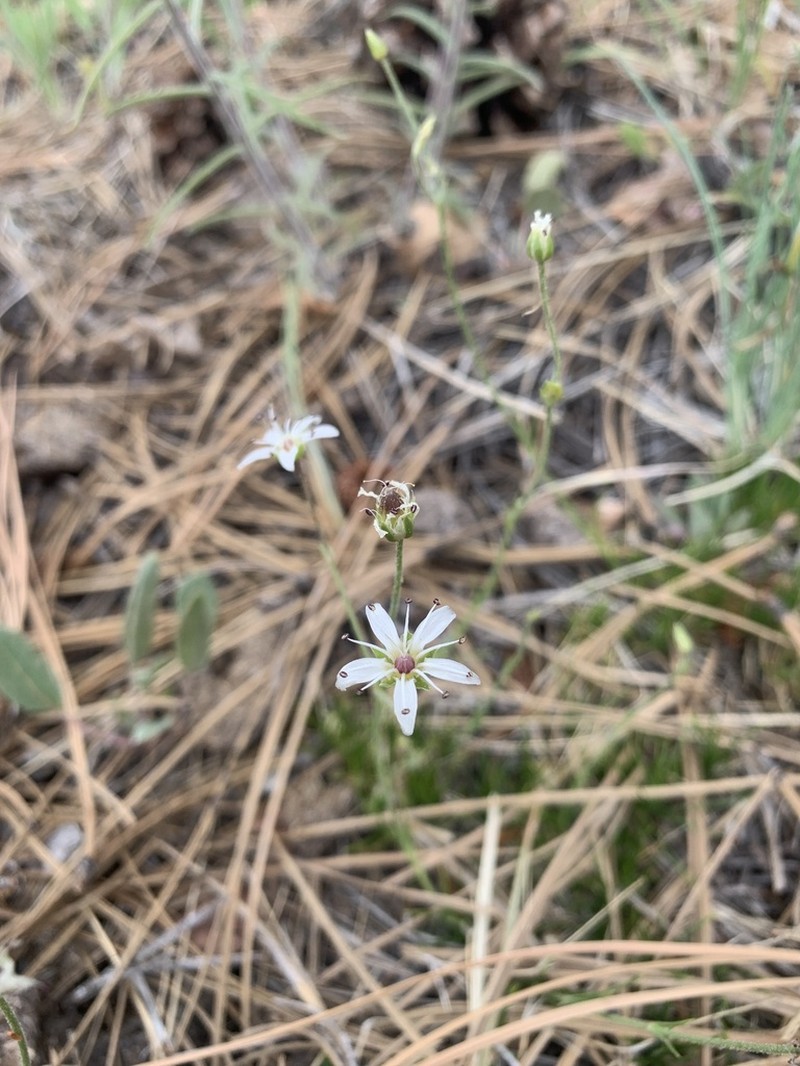 Mt. Dellenbaugh Sandwort photo 3