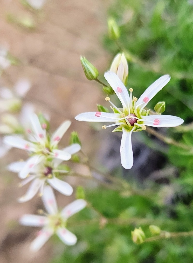 Mt. Dellenbaugh Sandwort photo 4
