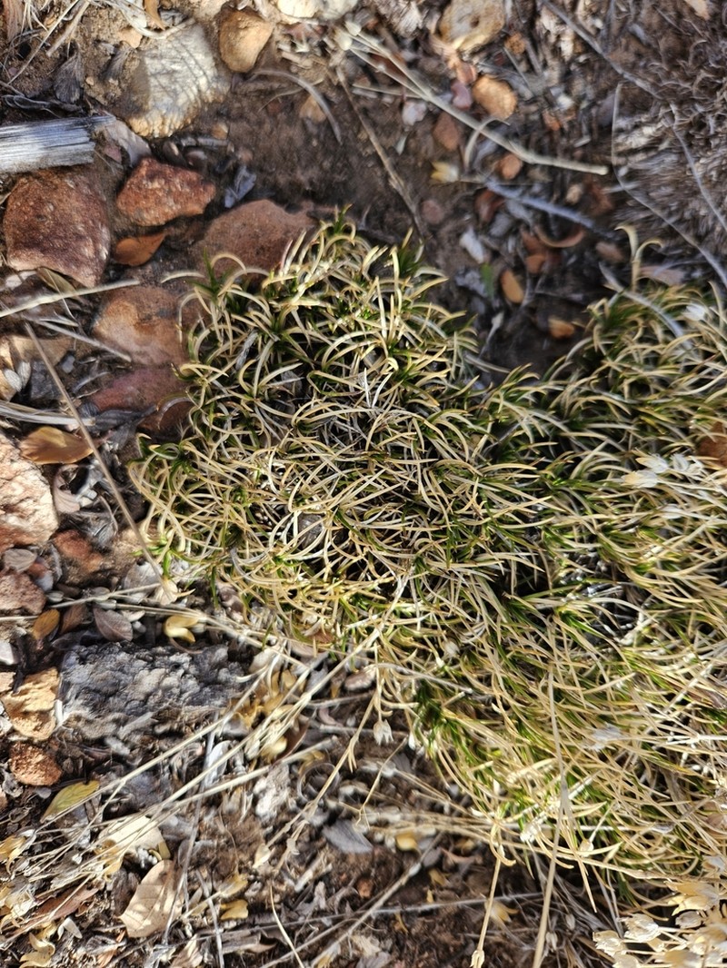 Mt. Dellenbaugh Sandwort photo 5