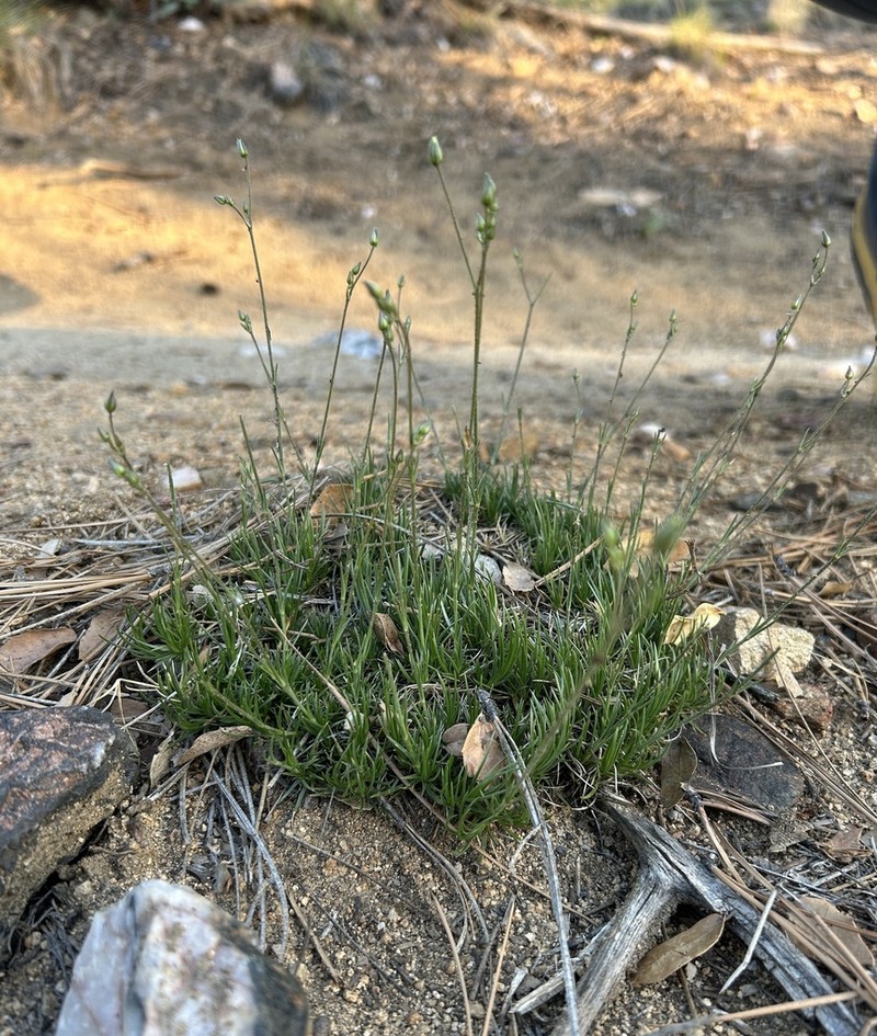 Mt. Dellenbaugh Sandwort photo 6
