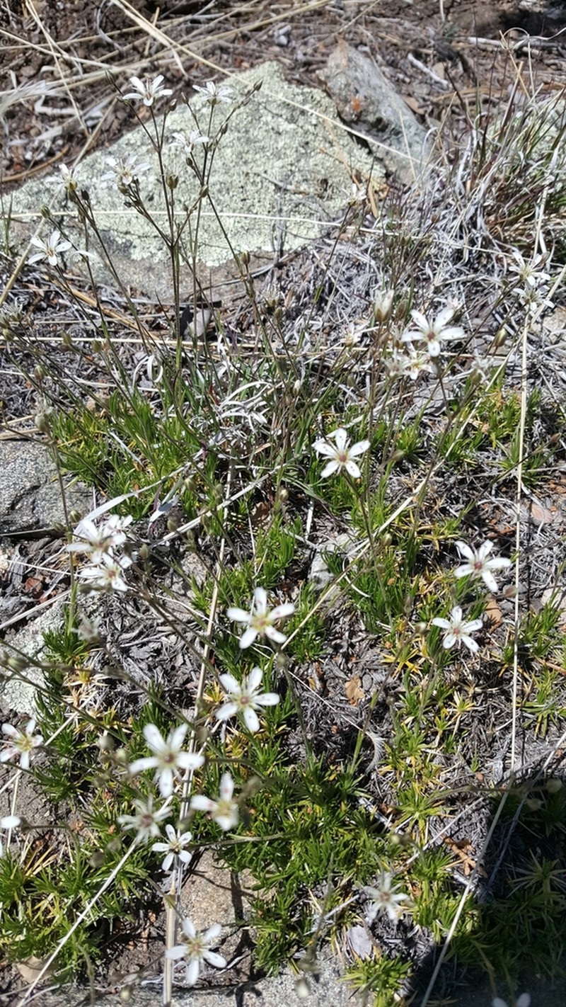 Mt. Dellenbaugh Sandwort photo 7