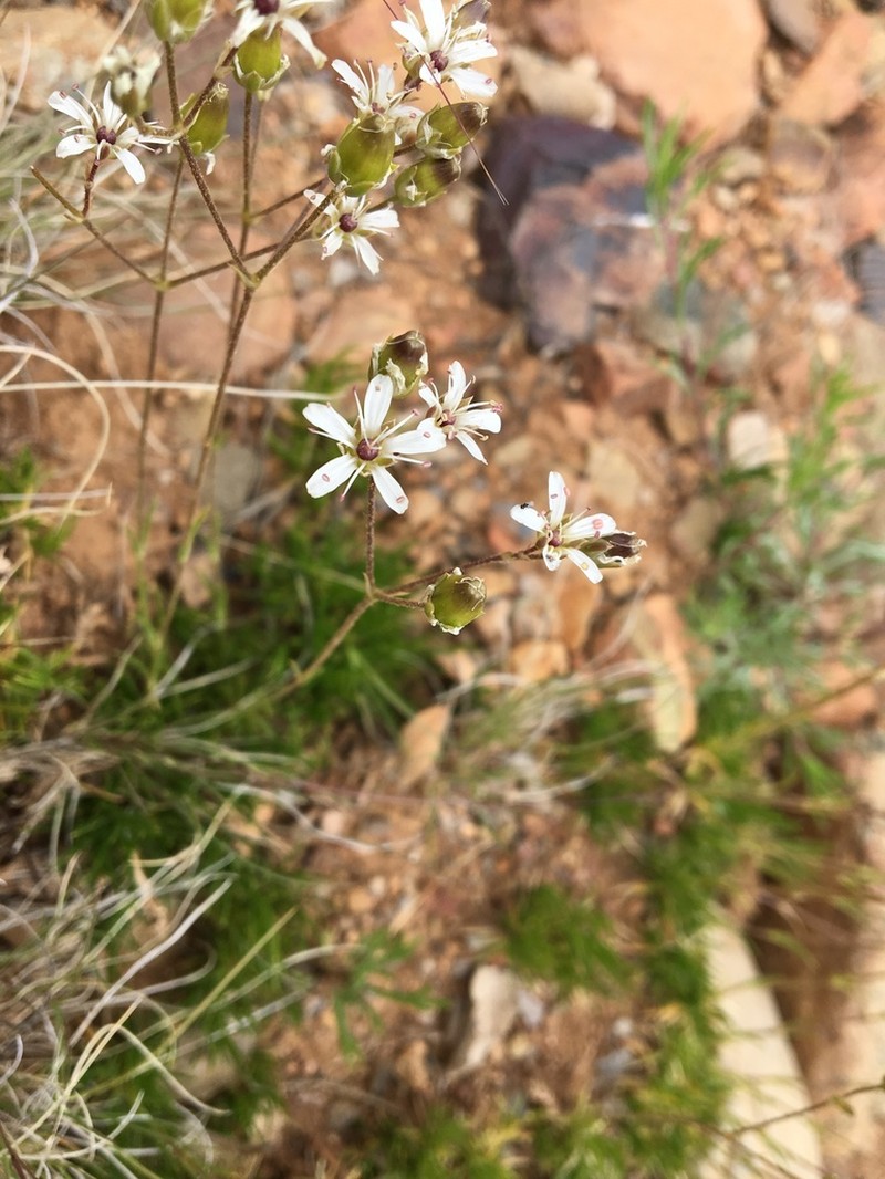 Mt. Dellenbaugh Sandwort photo 8