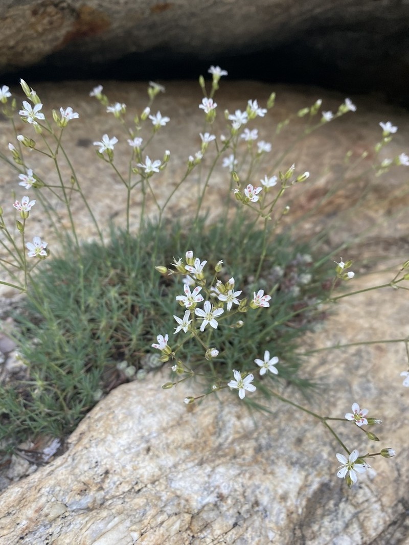 Prickly Sandwort