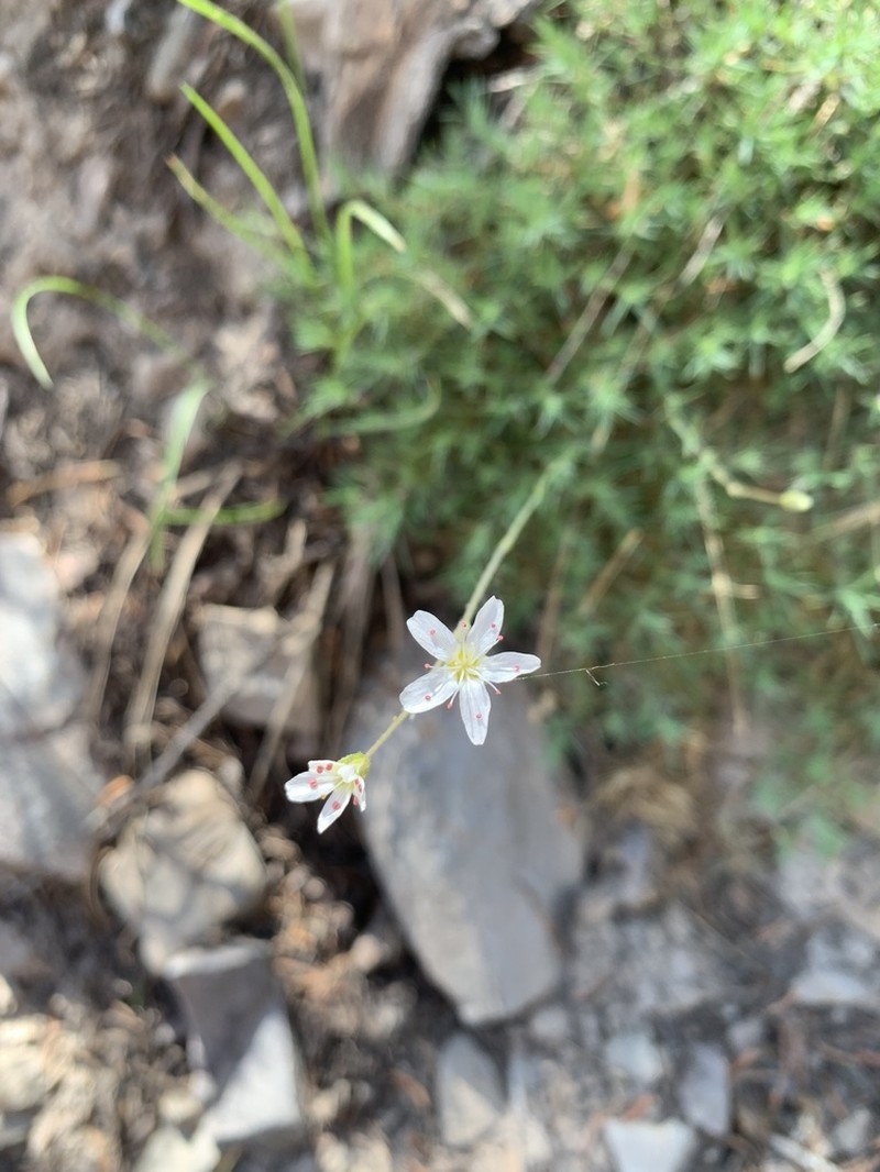 Prickly Sandwort photo 2