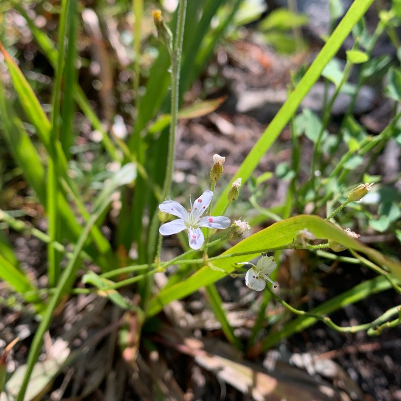 Prickly Sandwort photo 3