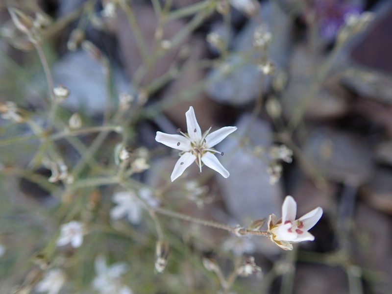 Prickly Sandwort photo 4