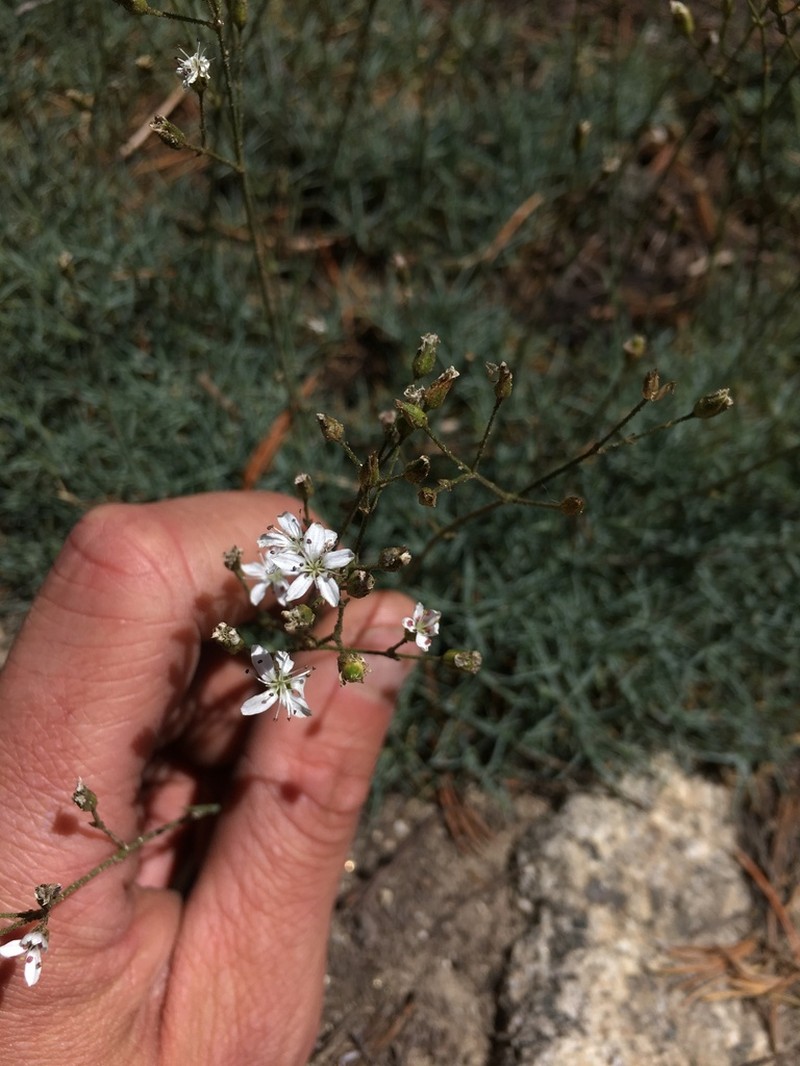 Prickly Sandwort photo 5