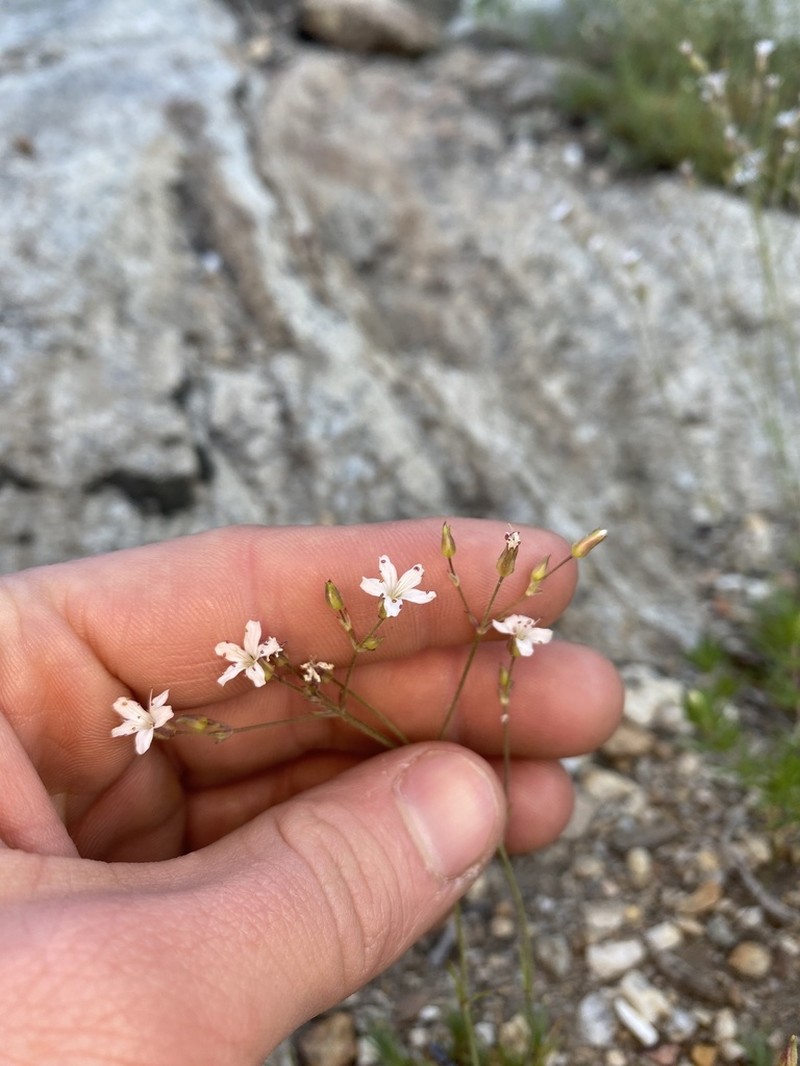Prickly Sandwort photo 6